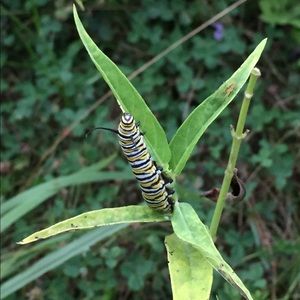 Meet your Posher, Ruth